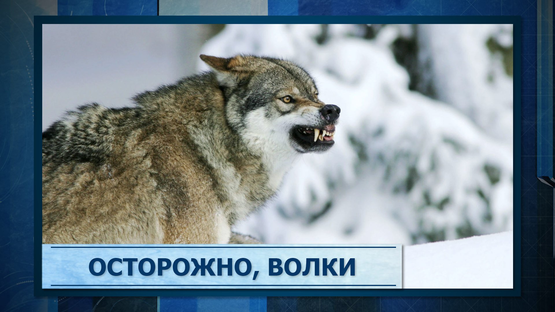 Осторожно, волки смотреть онлайн