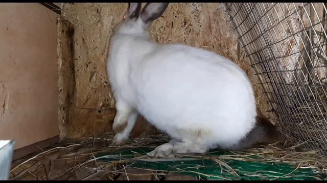 Срочное перевооружение маточников,для зимних окролов. Чтоб не замерзли крольчата.Разведение кролико