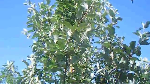 Sap Trees Sorbus aria Majestica 16-18cm girth смотреть онлайн