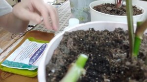 Пересадка сингониума