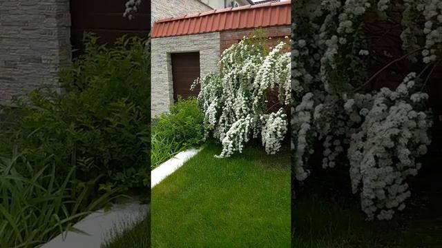 Кустарники вдоль забора #дача #сад #спирея #туя #цветы #цветыдлясада #garden #flower смотреть онлайн