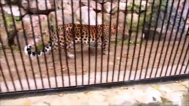 Выдра,леопард,амурские тигры 01.10.17г.Новосибирский зоопарк им.Р.А.Шило смотреть онлайн