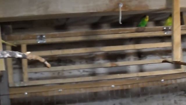 Разведение попугаев. кормим пророщенной пшеницей смотреть онлайн