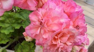 #536.Цветёт великолепная ИВ Столбовая Дворянка!