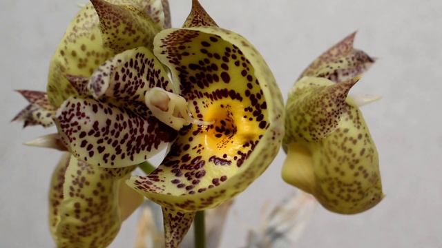 Catasetum Orchidglade 'Davie Ranches'