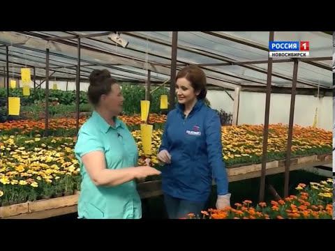 Цветочные культуры. Шубина Людмила Николаевна. Сад Шубиной смотреть онлайн