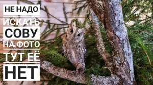 Совы сплюшки Трунь и Вштырь научились пользоваться ёлкой