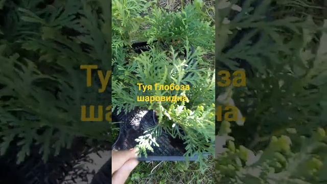 Туя Глобоза.#туя смотреть онлайн