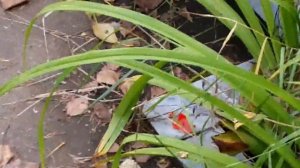 Перевал Дятлова. Где похоронены участники похода.