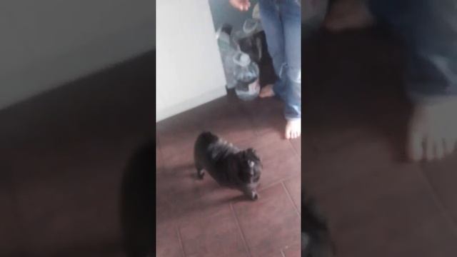 Уход за мопсом смотреть онлайн