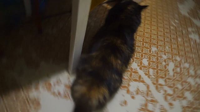 Кошка зовёт кота в брачный период смотреть онлайн