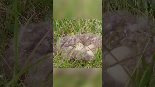 13000$ за одеяло из этого пуха смотреть онлайн