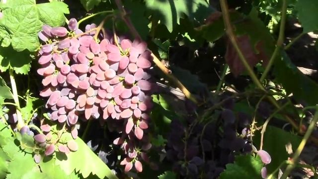 @Кишмиш Запорожский, виноград без семян смотреть онлайн