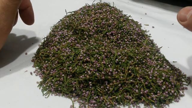 Вереск купить, купить, цвет, лист, купить. смотреть онлайн