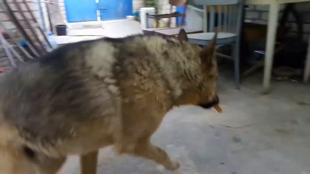 Лакомство косточка для чистки зубов Pedigree Denta Stix смотреть онлайн