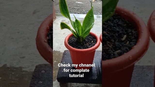 Sansevieria Twister Cutting Propagation смотреть онлайн