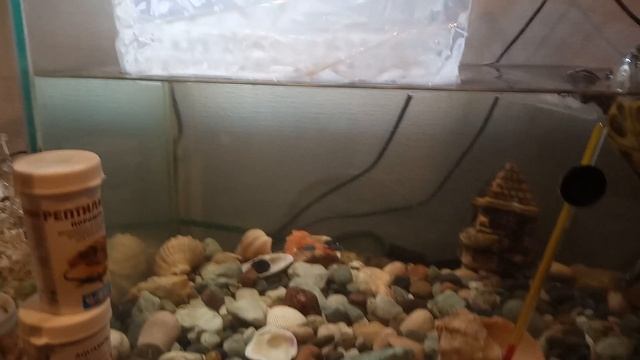 Кормление красной черепахи