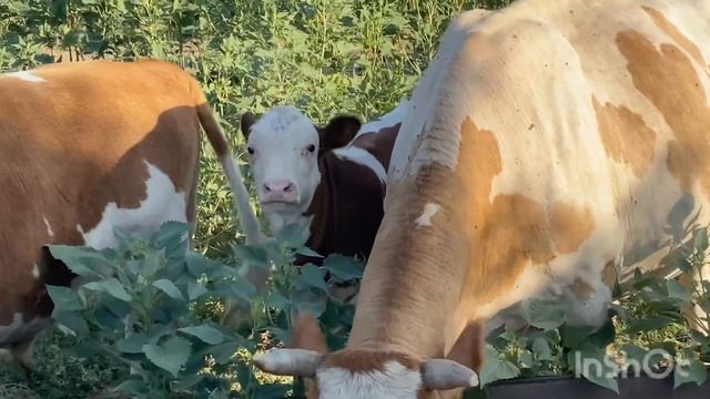 бычки подсосные сементалы смотреть онлайн