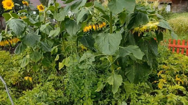 В моем огороде редкие овощи, обзор участка 11 августа смотреть онлайн