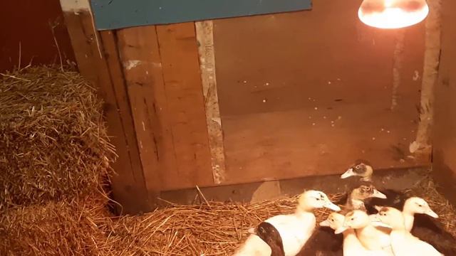 Глобальное расселение и новые жильцы нашего хозяйства. смотреть онлайн