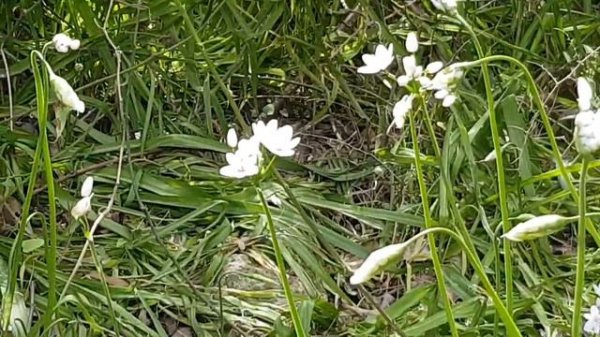Allium neapolitanum 🌱