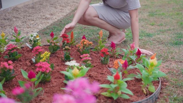 Choosing flowers for my garden at a flower shop Planting healthy vegetables смотреть онлайн