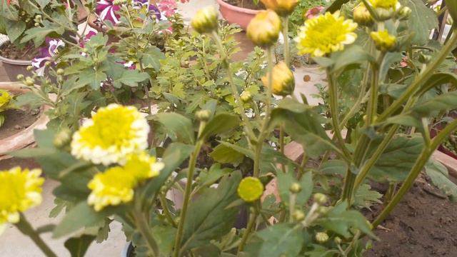 winter flowers blooming in my garden ❤ #plantslover #video number 292 смотреть онлайн