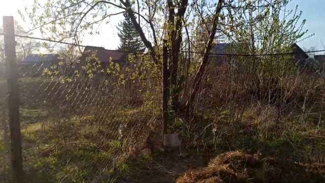 Прививка яблони на дичку весной / Обработка стволов плодовых деревьев смотреть онлайн