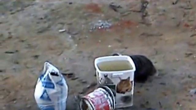 Нападение барсука смотреть онлайн