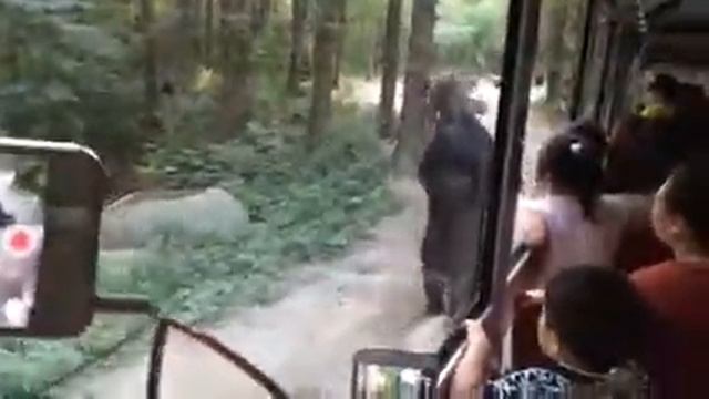 Кто сказал что медведей не интересуют автобусы? смотреть онлайн