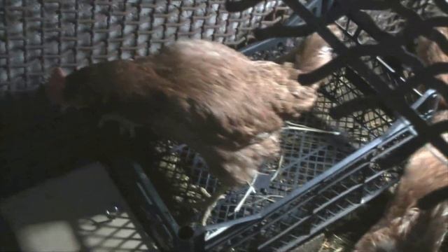 Как отучить кур поедать свои яйца. смотреть онлайн