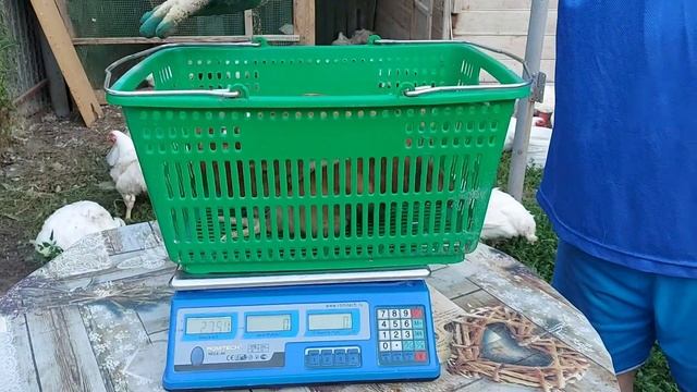 Хотите увидеть интересное / посмотрим вес бройлеров - всех по чуть-чуть. смотреть онлайн