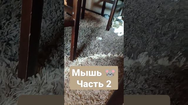 Часть 2, продолжение следует.. #животные #трикота #кошка #мышь #1000 #шок #страшновырубай смотреть онлайн