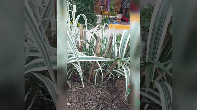 Лучший ЗЛАК в нашем дворе. АРУНДО тростниковый смотреть онлайн