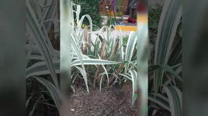 Лучший ЗЛАК в нашем дворе. АРУНДО тростниковый