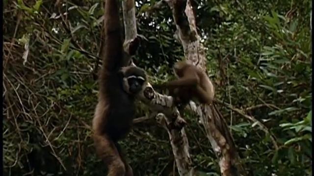 The Jungle Book - DisneyPedia: Junglemania! смотреть онлайн