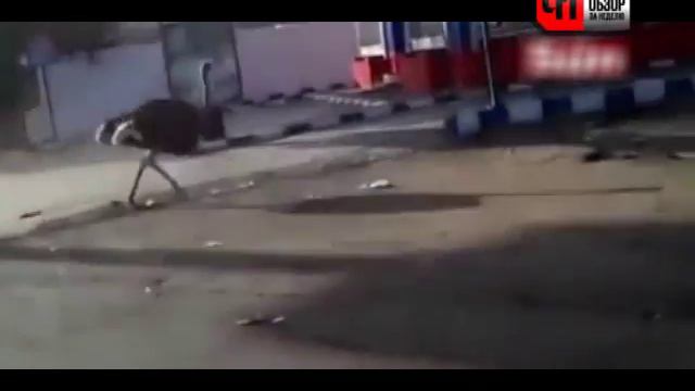СКОРОСТНОЙ СТРАУС смотреть онлайн