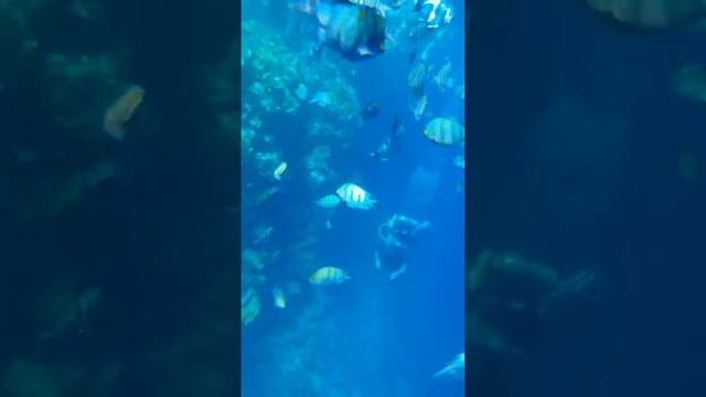 Купание в море Египет 👍😎 смотреть онлайн