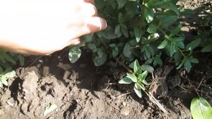 Выращиваю цветы ЛЬВИНЫЙ ЗЕВ БЕЗ РАССАДЫ ?— Мой львиный зев (Антирринум) уже цветет на клумбе в мае