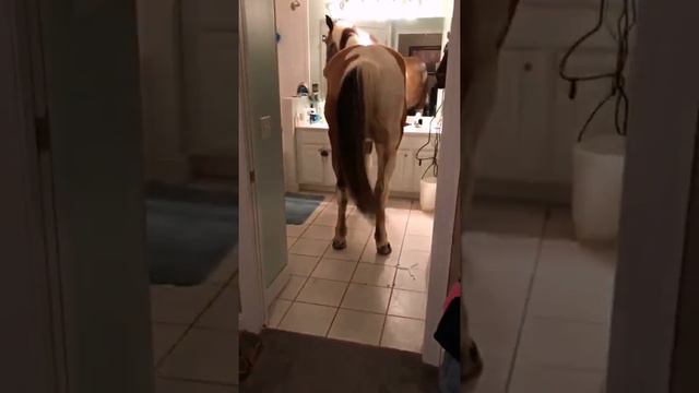 Котик пастырь ведет заблудших овец. смотреть онлайн