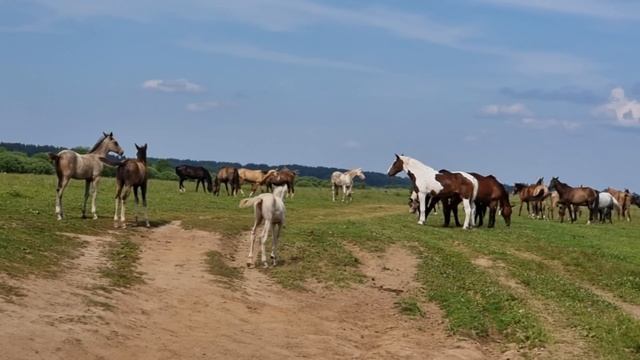 Продажа Ахалтекинских лошадей Sale of Akhal-Teke horses https://akhaltekellc.com смотреть онлайн
