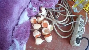 Что делать если отключили электричество, а инкубатор без аккумулятора