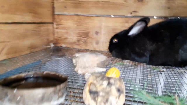 Кролики. Убираю маточники смотреть онлайн