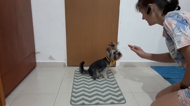 Влог : Самый умный йоркширский терьер ШЕКЕЛЬ ??? смотреть онлайн