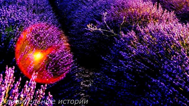 Мать-кукушка променяла трёх дочерей на любовника и оставила их на соседку. А спустя 20 лет… смотреть онлайн