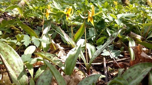 Erythronium americanum (Yellow trout-lily) смотреть онлайн