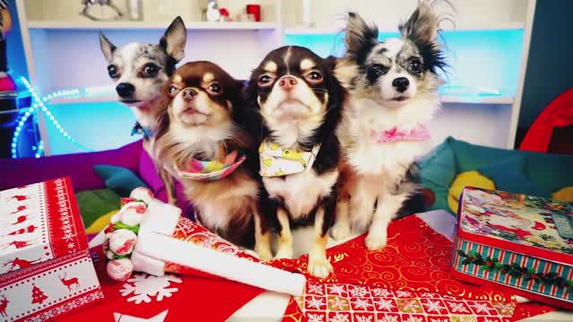 Волшебный Новый год для питомцев ✨Создаём новогоднюю магию 🎄 смотреть онлайн