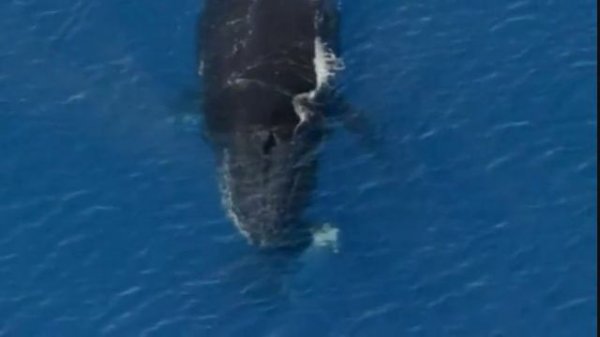 DOLPHIN DREAM ~ Tom Barabas