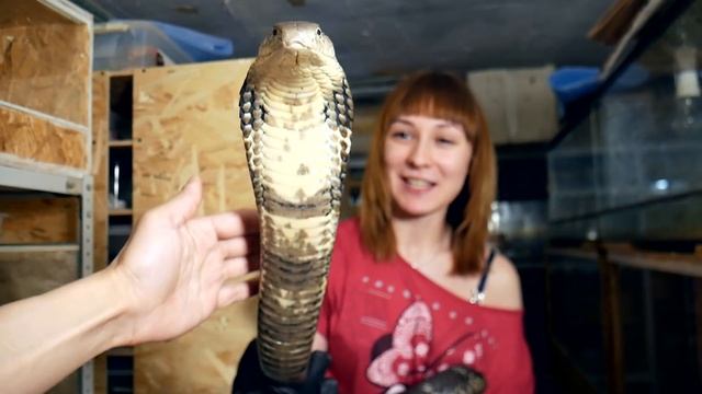 Самый терпеливый самец королевской кобры смотреть онлайн