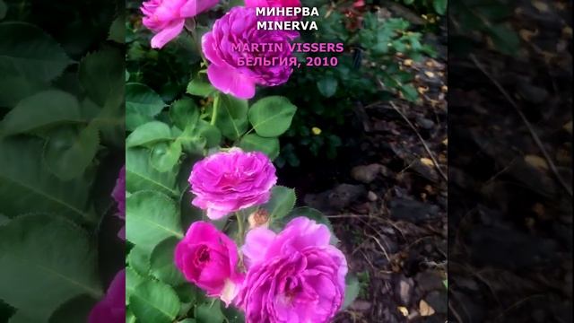 Роза Минерва в моем саду 6.08.21. Martin Vissers Rose in my garden. Бельгия, 2010. #shorts, смотреть онлайн